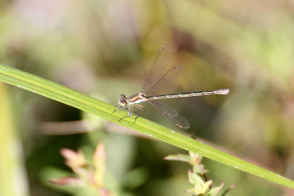 Lestes virens vestalis?  No, Chalcolestes viridis